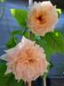 Paul Bocuse ® rose photo