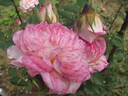 Ombretta rose photo