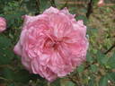 Ombretta rose photo