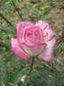 Ombretta rose photo