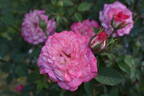Ombretta rose photo