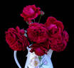 The Squire ® rose photo
