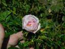 Rose d'Orsay rose photo