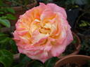 Concorde rose photo