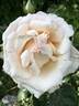 Byblos ® rose photo