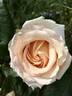 Byblos ® rose photo