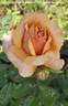 Soul Sister Sunbelt rose photo