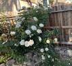 Honor rose photo