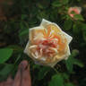 Bouquet d'Or rose photo