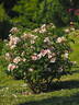 Orienta rose photo