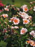 Orienta rose photo