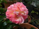 Concorde rose photo