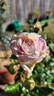 Brindabella Pastel Tiger rose photo