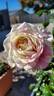 Brindabella Pastel Tiger rose photo