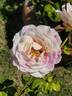 Brindabella Pastel Tiger rose photo