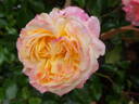 Concorde rose photo