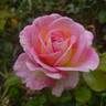 Amazing Day rose photo