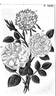 Rose des Dames rose photo