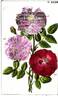 Portland Rose rose photo