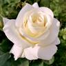 White Princess rose photo