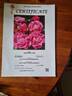 The Burwell Rose rose photo