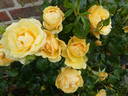 Atco Royale rose photo