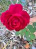 Jubilé Papa Meilland ® rose photo