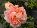 Voyage rose photo