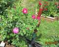 Wild Blue Yonder ™ rose photo