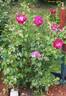 Wild Blue Yonder ™ rose photo
