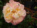 Concorde rose photo