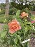 Olds College Rose rose photo