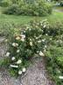 Gaye Hammond rose photo