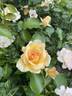 Gaye Hammond rose photo