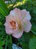 Royal Ballgown rose photo