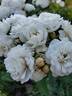 Pretty Polly White™ rose photo