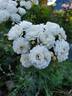 Pretty Polly White™ rose photo