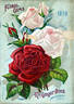 Souvenir du Président Carnot rose photo