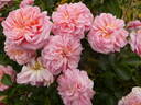 Pirouette ™ rose photo