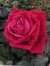 KO 11/7092-02 rose photo