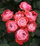 Pompeji rose photo
