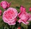 Pink Elephant rose photo