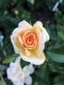 Gaye Hammond rose photo