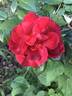 Hot Chocolate rose photo