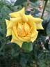 First Impression rose photo