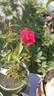 New Orleans rose photo