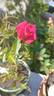New Orleans rose photo