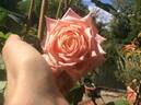 Geffel rose photo