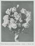 Comtesse Mélanie de Pourtales rose photo