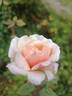 Mrs. Lovell Swisher rose photo